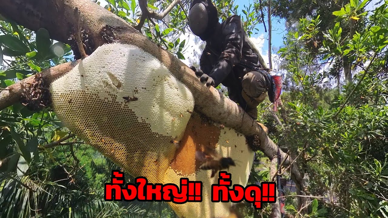 ผึ้งหลวงรังใหญ่ยักษ์ ทั้งใหญ่ทั่งดุ.!! ต่อยจนทีมงานอยู่ไม่ได้