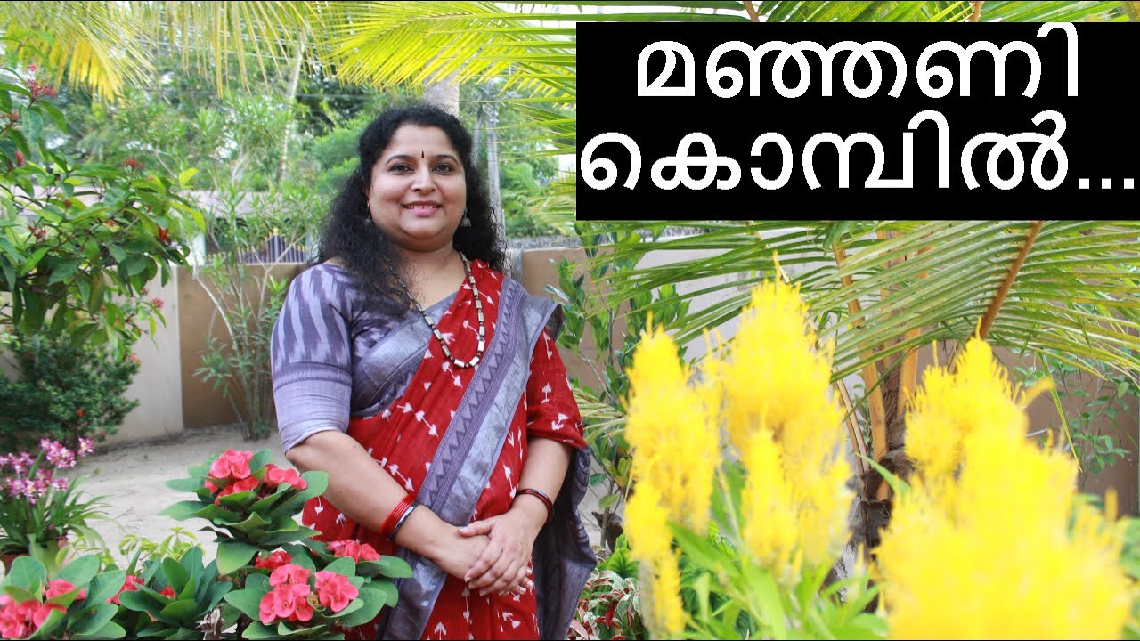മഞ്ഞണി കൊമ്പിൽ || രശ്മി വിനേഷ് || Manjanikombil || Resmi Vinesh||