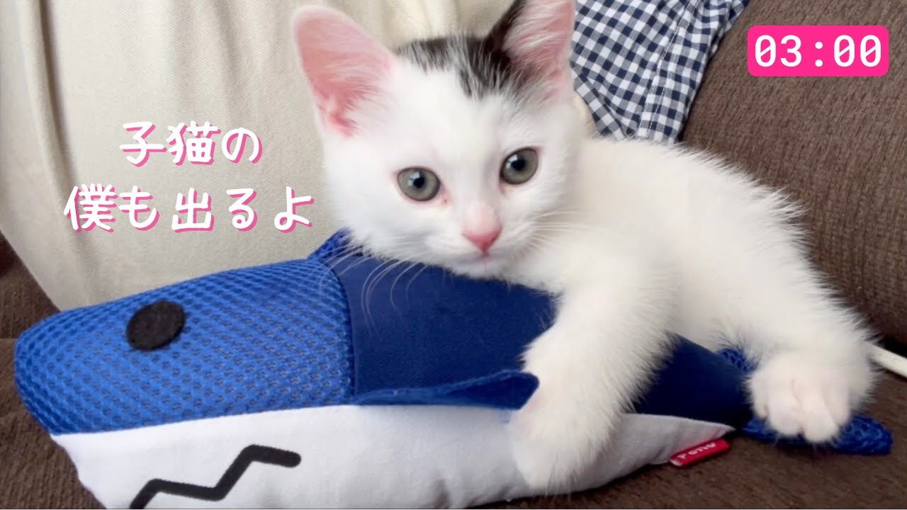 午後3時、愛猫は何をしている？【5日間まとめ】
