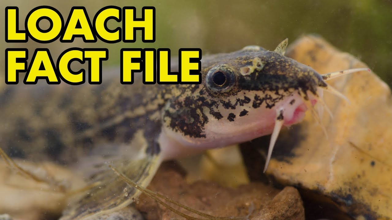 Loach: Fact File (British Wildlife Facts)