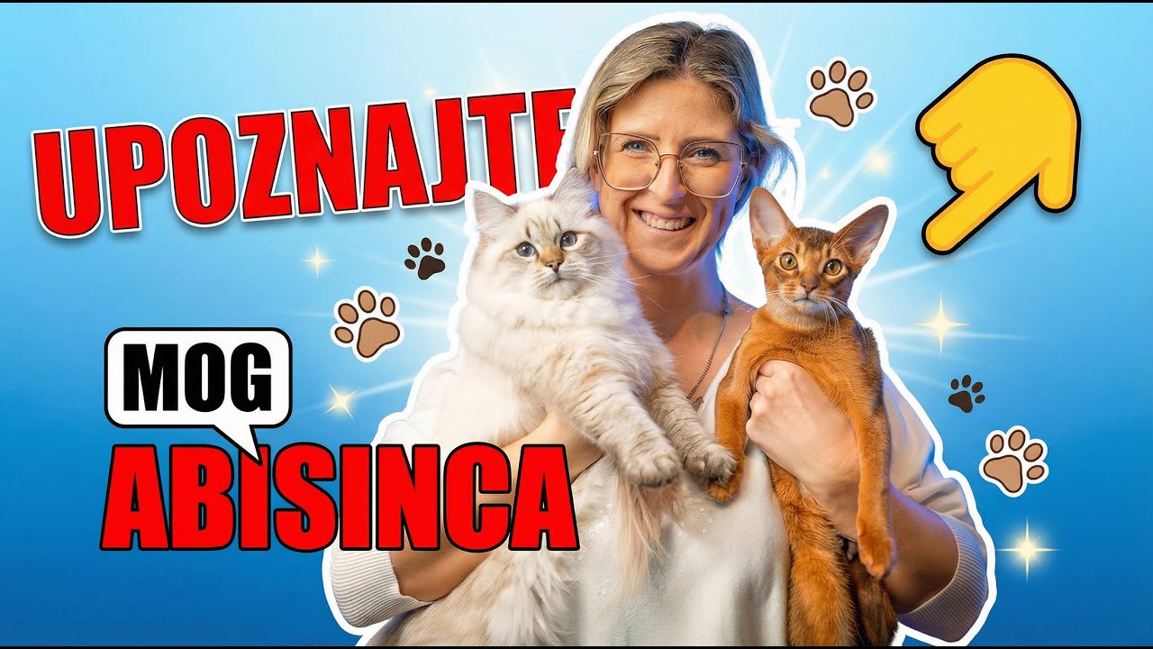 Nova mačka u kući! Abyssinian + prva njegova izložba 🐾🔥