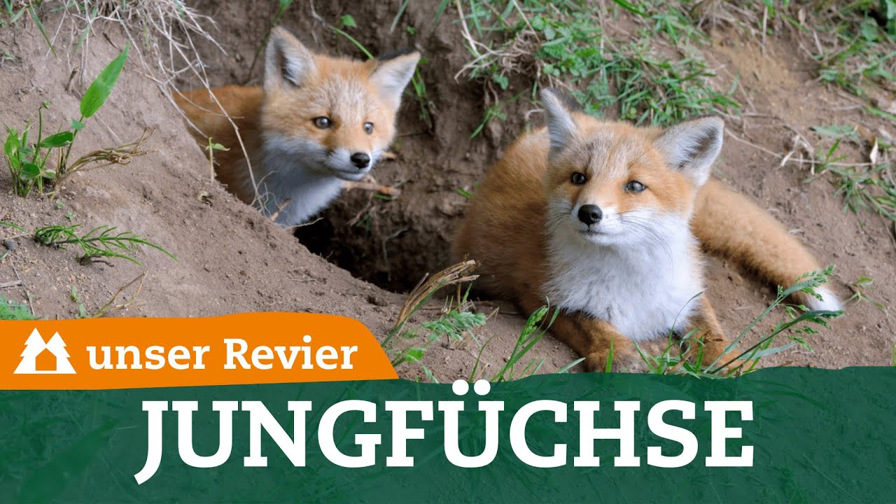 Mit diesen Tipps jagst du erfolgreich auf Jungfüchse | Fuchsjagd |  Raubwild | unser Revier | #67