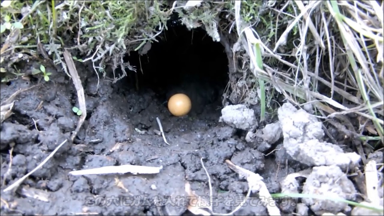 ガムでモグラ駆除 [モグラ駆除][ネズミ駆除] Mole  mouse extermination with gum