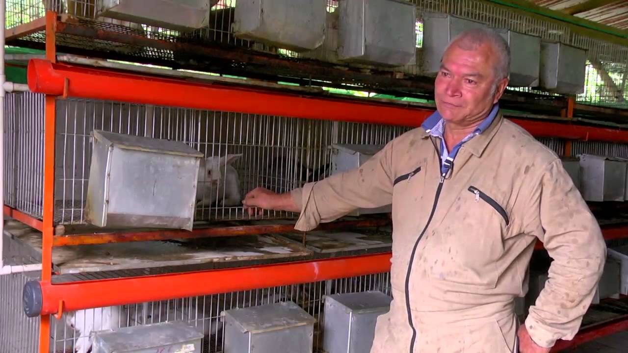 Productora de  Conejos - Fusagasugá