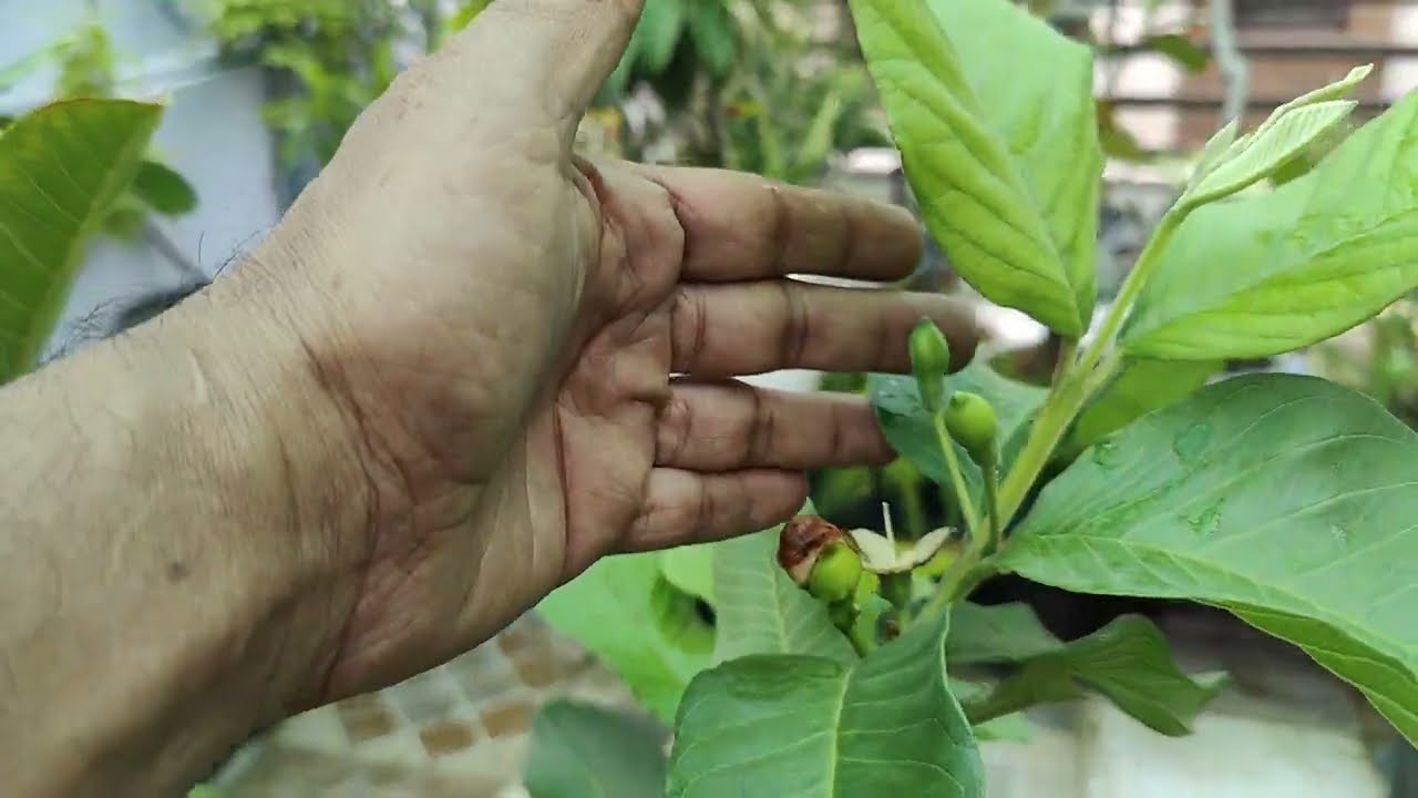 Red Diamond Guava Ke Phul Gir Rahe hai