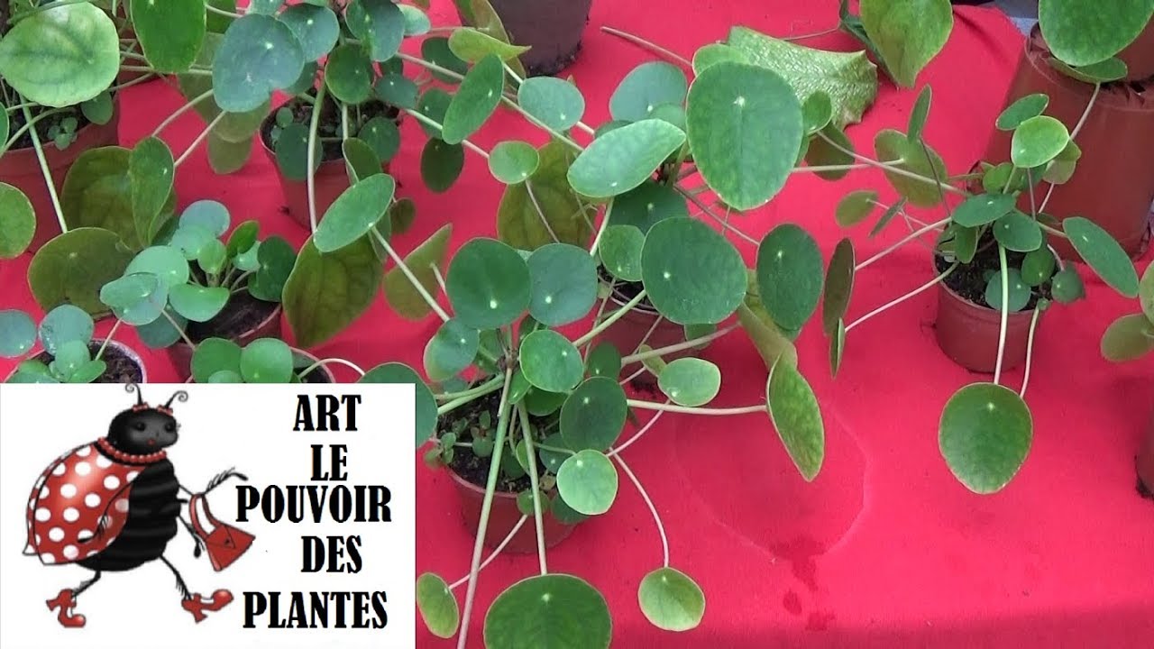 Conseils jardinage: Pilea peperomioides: Entretien et arrosage plante verte d'intérieur
