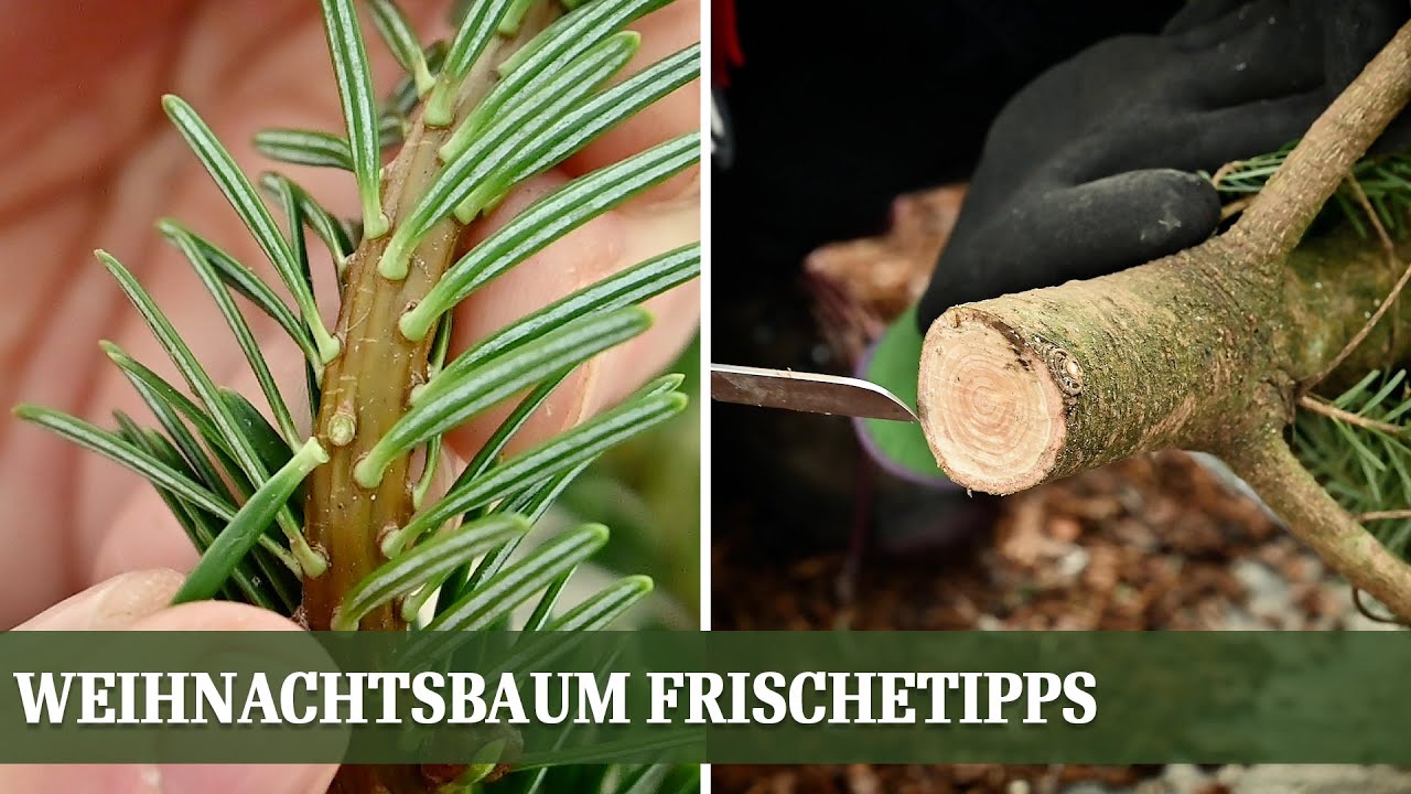 So bleibt der Weihnachtsbaum lange frisch - Tipps gegen nadelnde Bäume