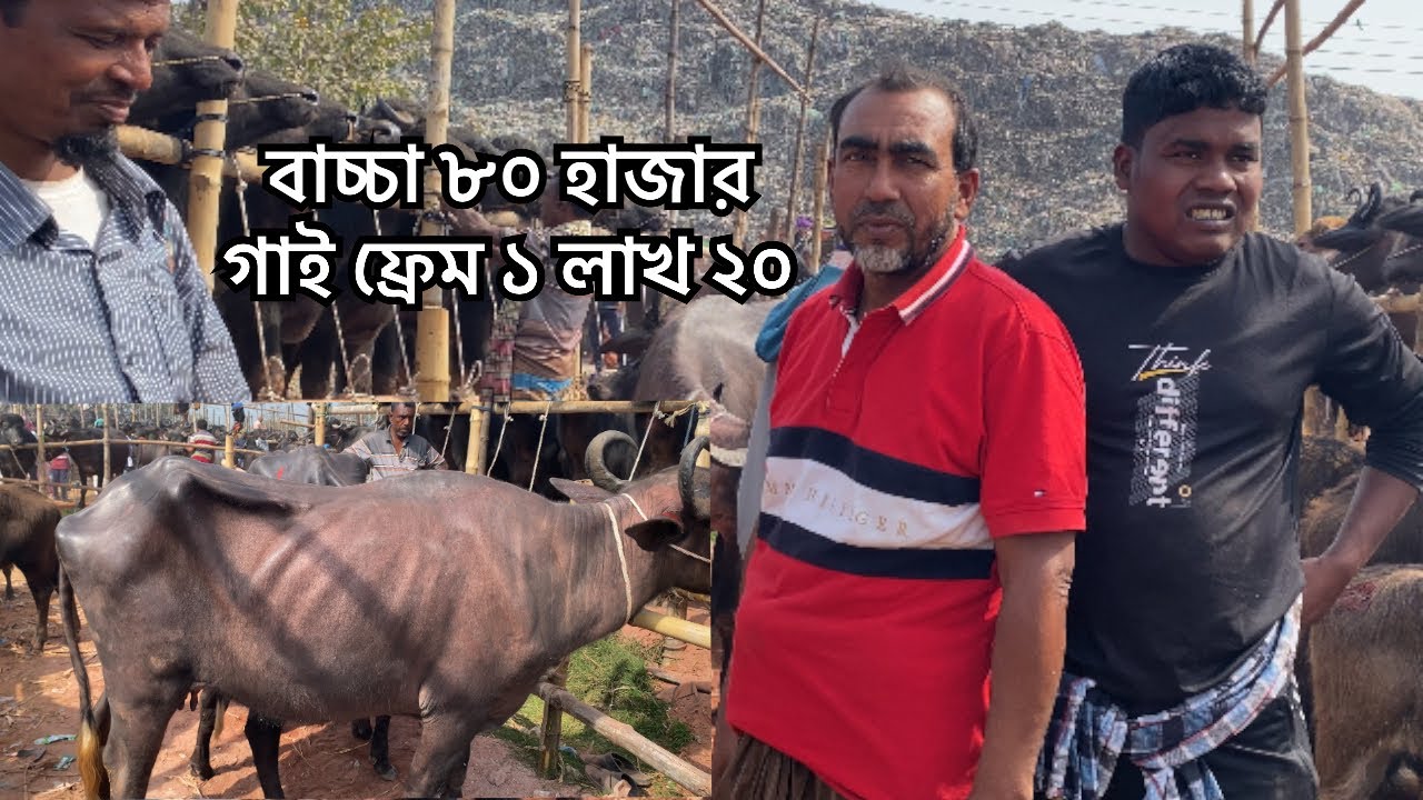 কম দামে মহিষ কিনলেন প্রবাসী ভাই MrRajshahi Gorur Haat