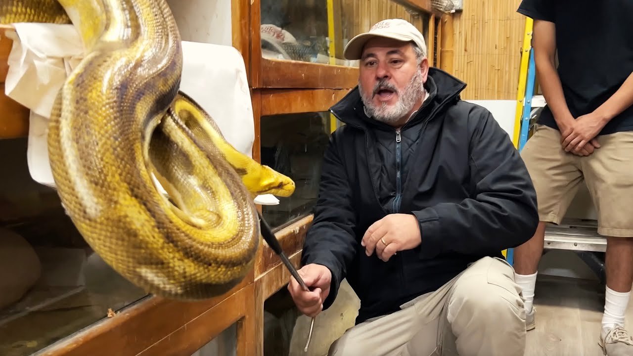 PYTHON FANGS WENT THROUGH MY SWEATER😳