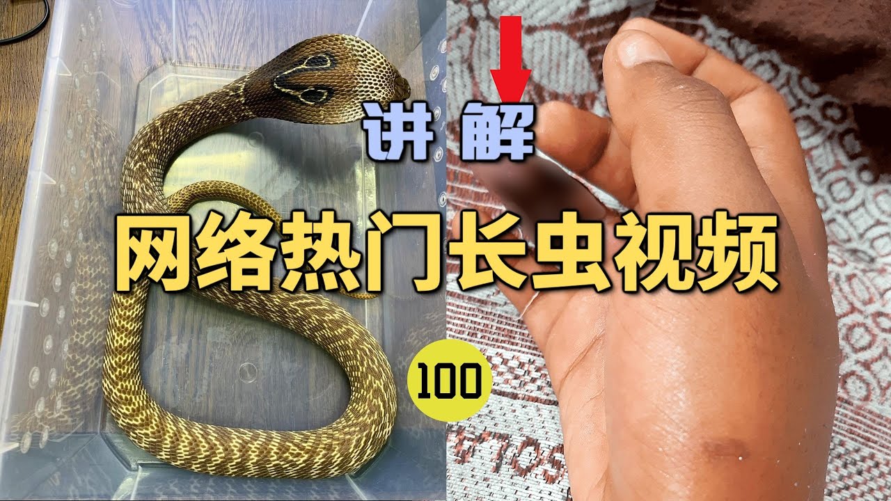 4K | 网络热门长虫视频(100)男子在睡觉时被眼镜蛇咬伤10口？第二天发现时已经没了！真凶竟然不是蛇？【世界记忆大师龙雅】