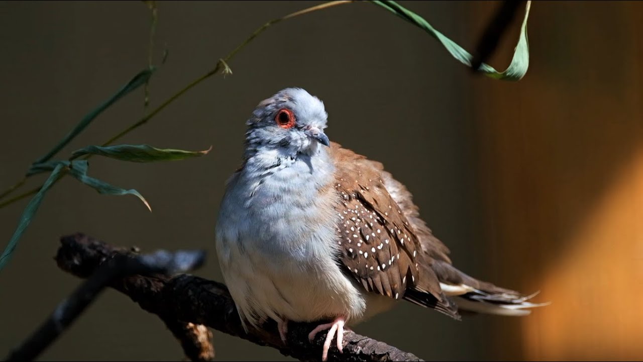 Relaxing Bird Scenery/Cadlma #birds #birdtrend #relax #relaxing #relaxingscenery #birdlovers