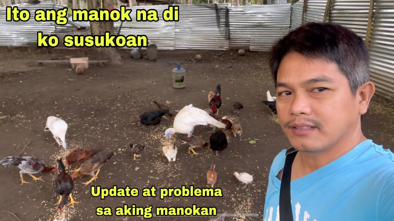 SA NATIVE CHICKEN WALANG SUSUKO | UPDATE AT PROBLEMA SA ATING MANOKAN | GLAN SARANGANI