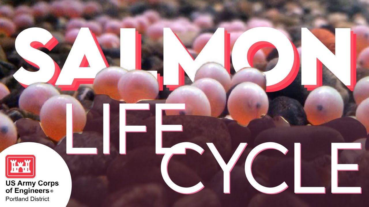 Жизненный цикл лосося с рейнджером Тессой