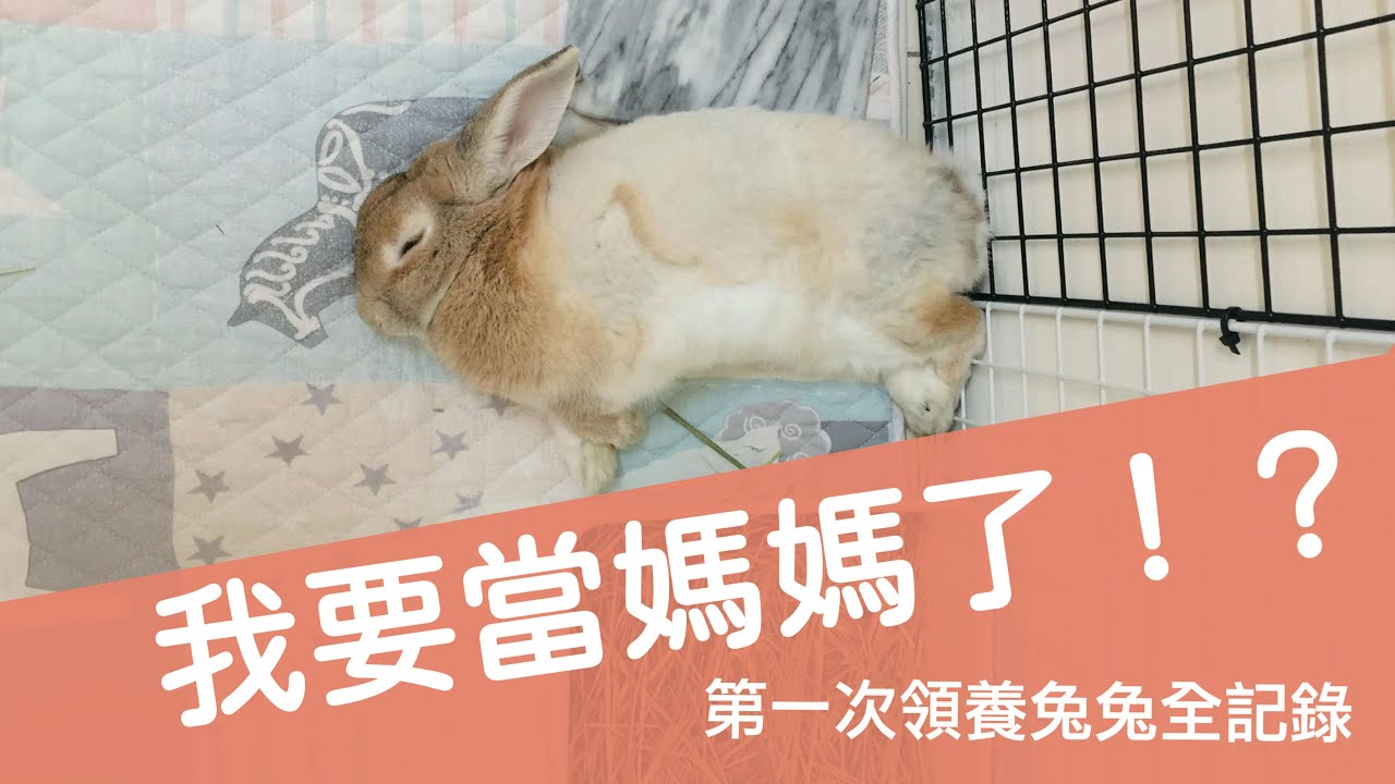 新手兔奴必看／帶新成員回家囉～第一次領養兔子全記錄 in 台灣流浪兔協會