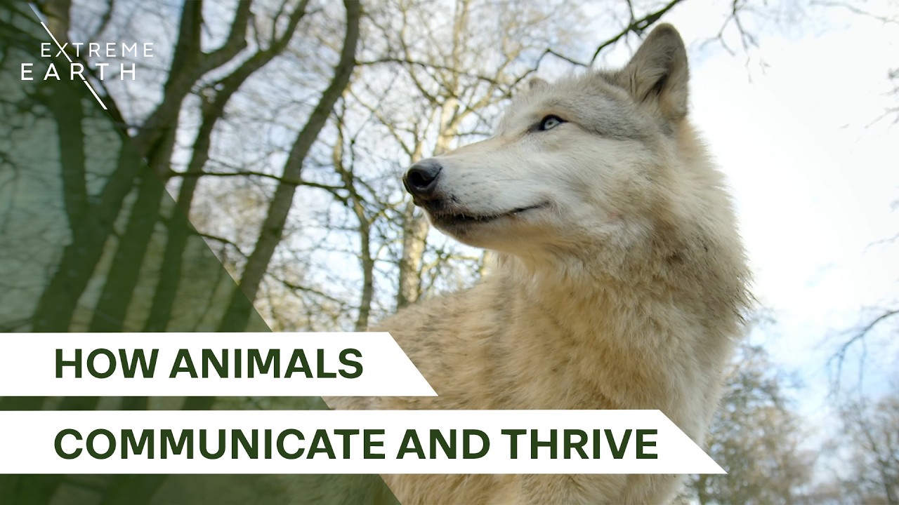 From Wolves to Penguins: Fascinating Animal Stories | Extraordinary Animals