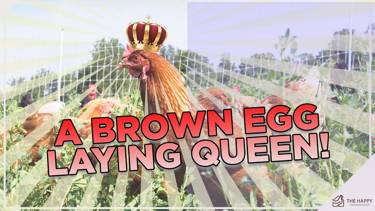 Звезда шоу! Всё о курице «Красная звезда»