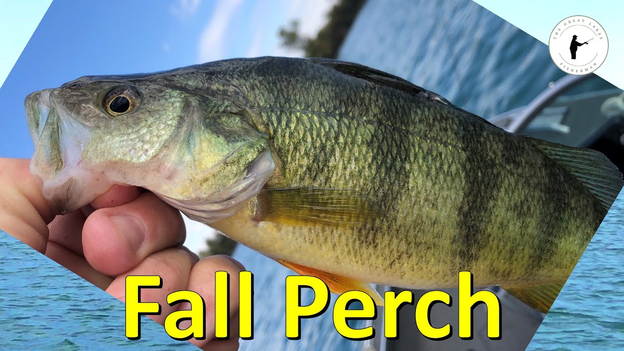 Detroit River Fall Perch