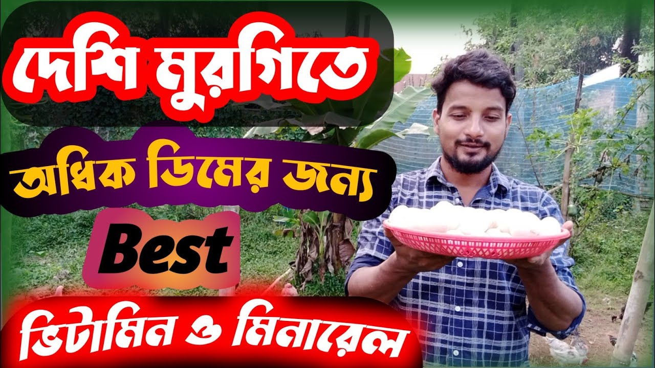 দেশি মুরগির অধিক ডিম এর মেডিসিন #ShakilFarming #desimurgikhamar  #desimurgi
