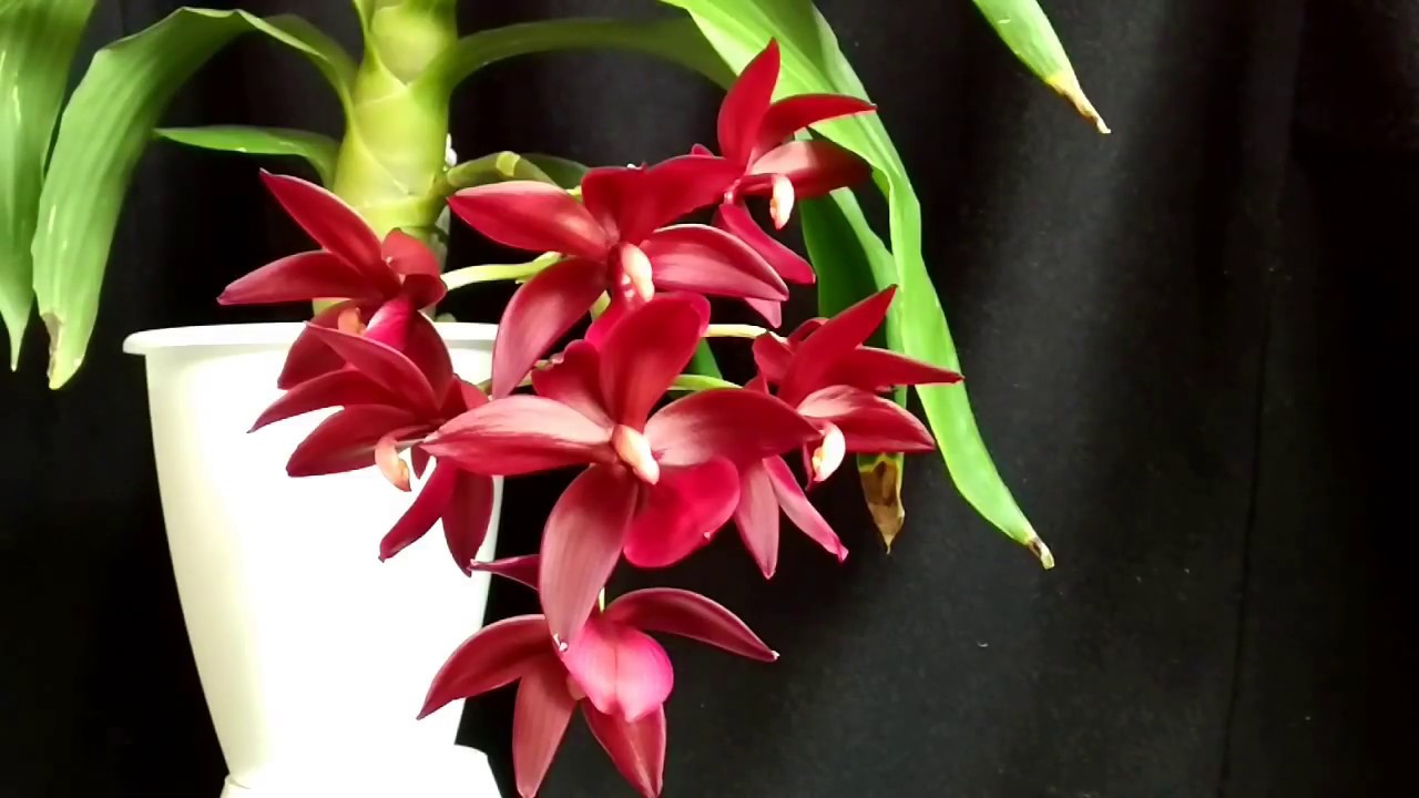 Cycnodes Wine Delight цветет ))) Cycnodes in bloom!!!!