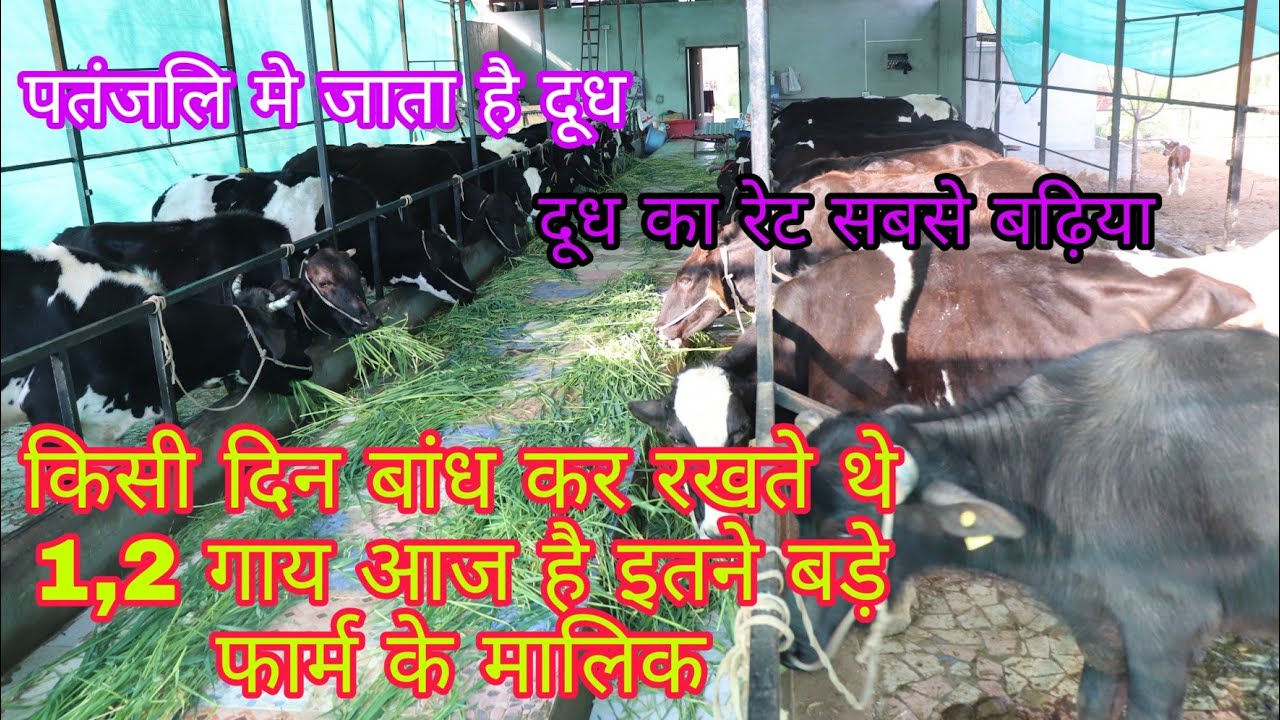 पतंजलि मेे जाता है दूध Sai Ram Dairy Farm dadia Jaipur Rajasthan