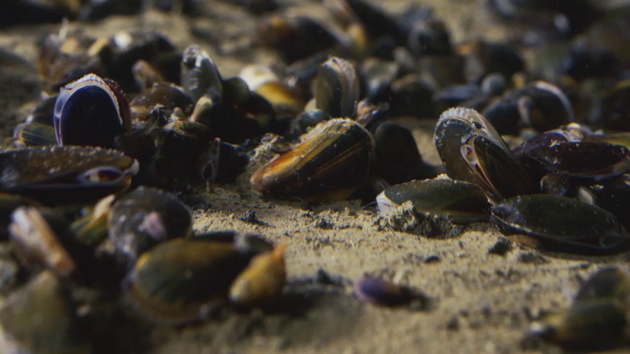 De Wereld van het WAD - Mossel (VO)