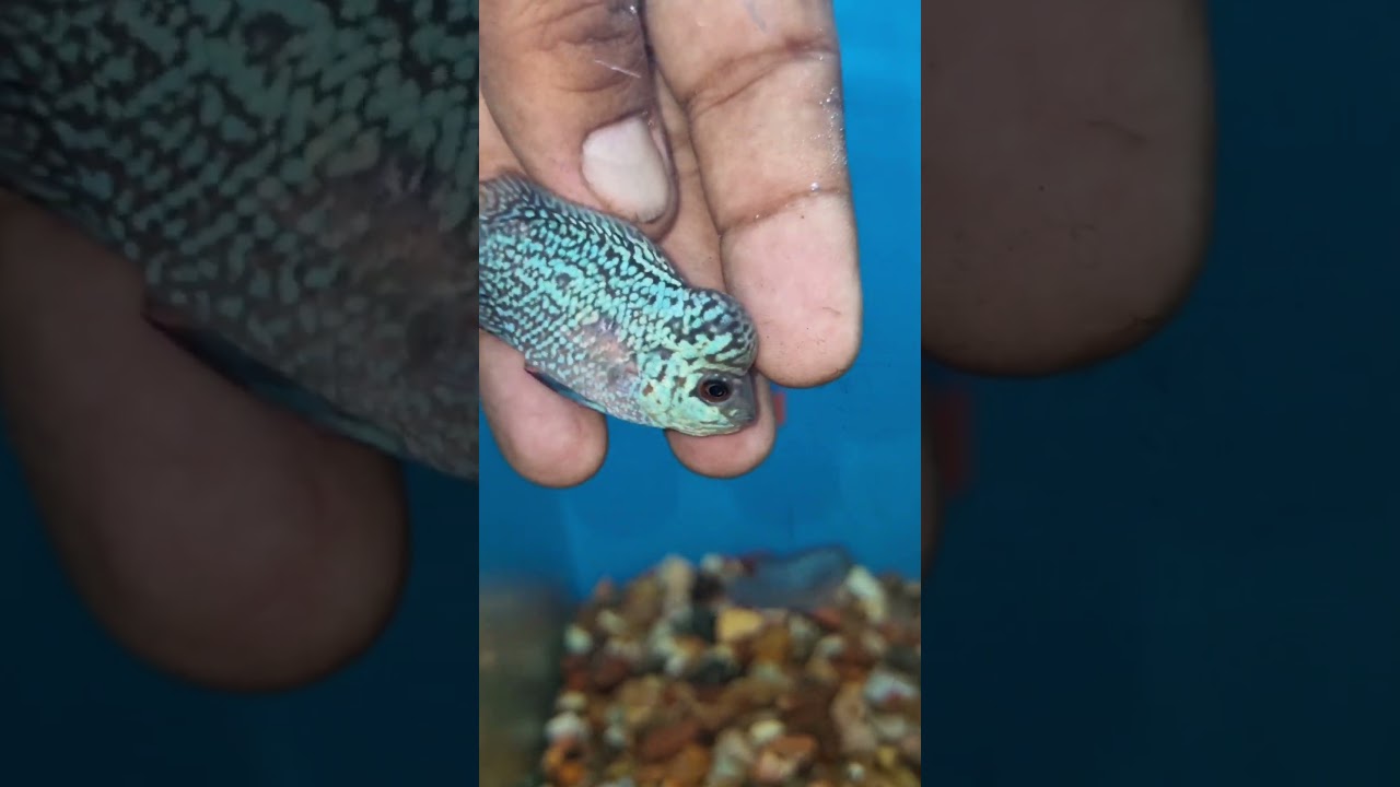 Magma flowerhorn with pearls on hump 👌🤩