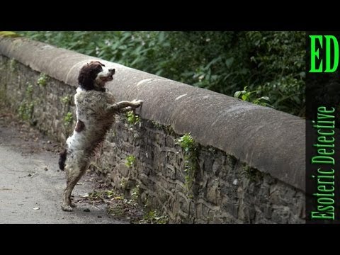 The Mystery of Overtoun Bridge