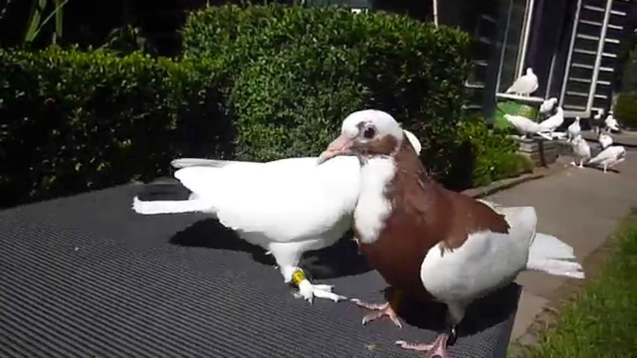 Kelebek performance pigeon