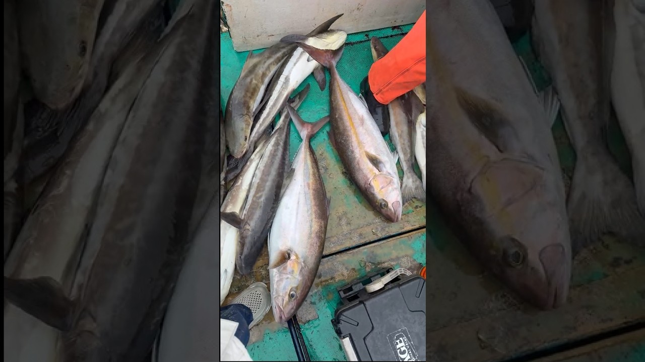 115/01/25瘋狂海鱺
