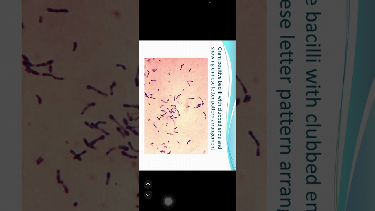 Staining methods in microbiology 