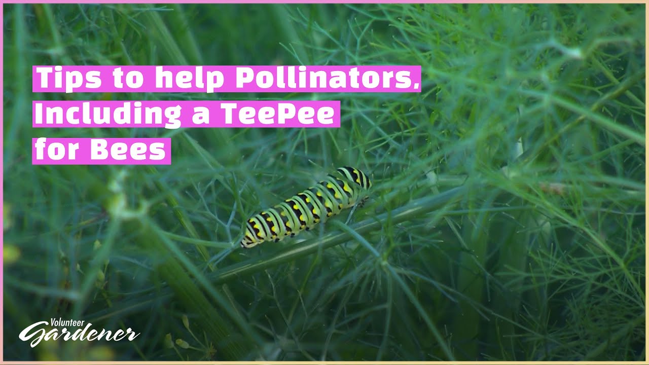 Cleaning the Ornamental Garden | Volunteer Gardener