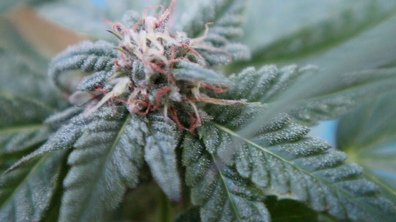 Outdoor Grow & Thricomes