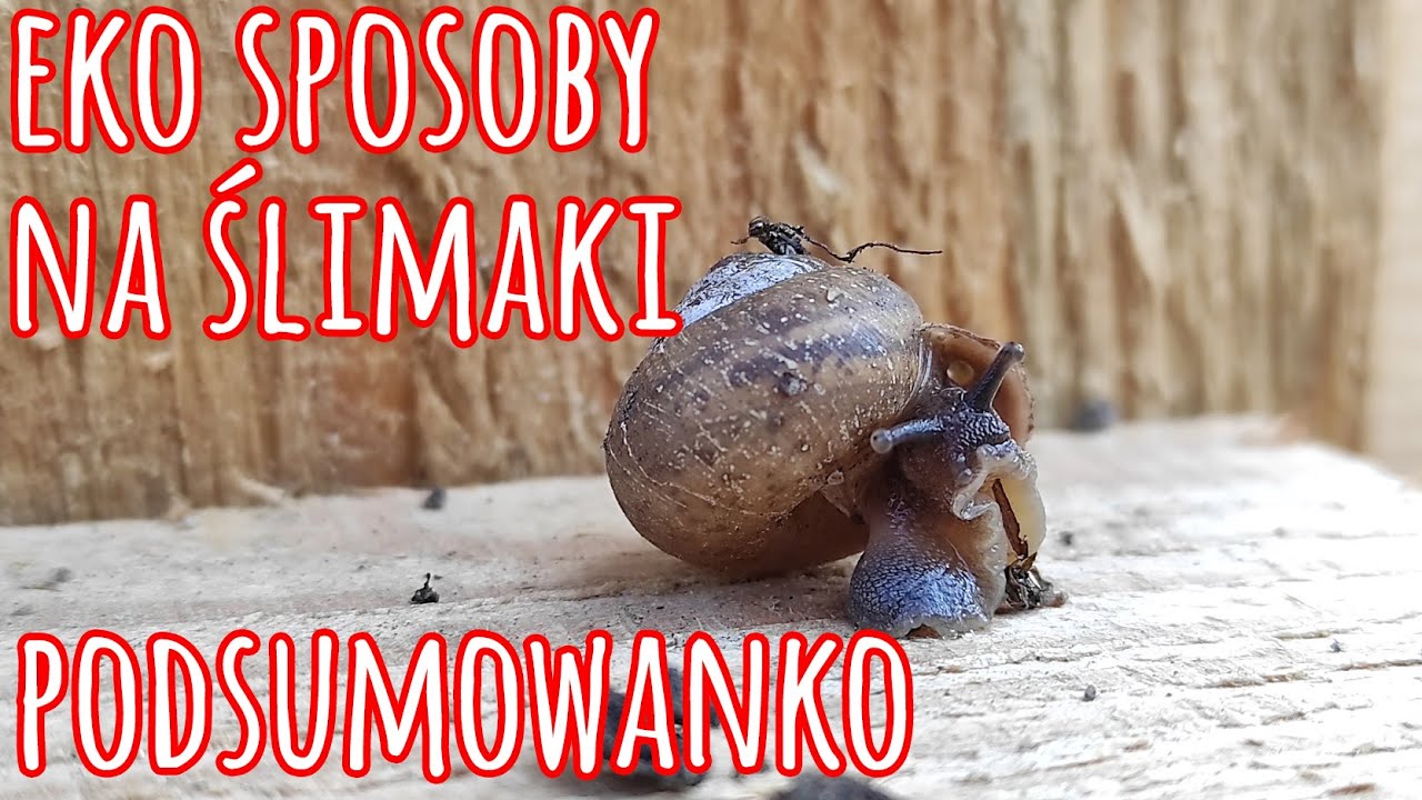 eko sposoby na ślimaki 3 - podsumowanko