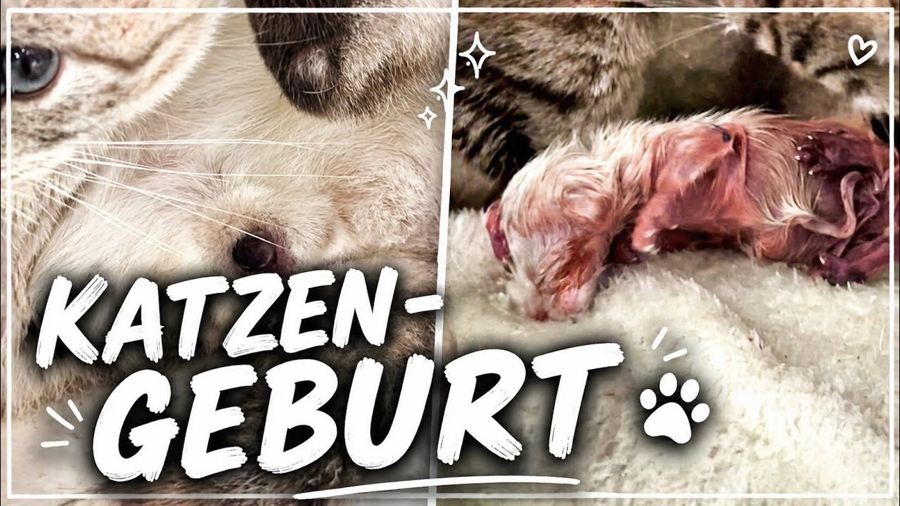 Wie Ich die Geburt meiner Katze erlebt habe! |Storytime|