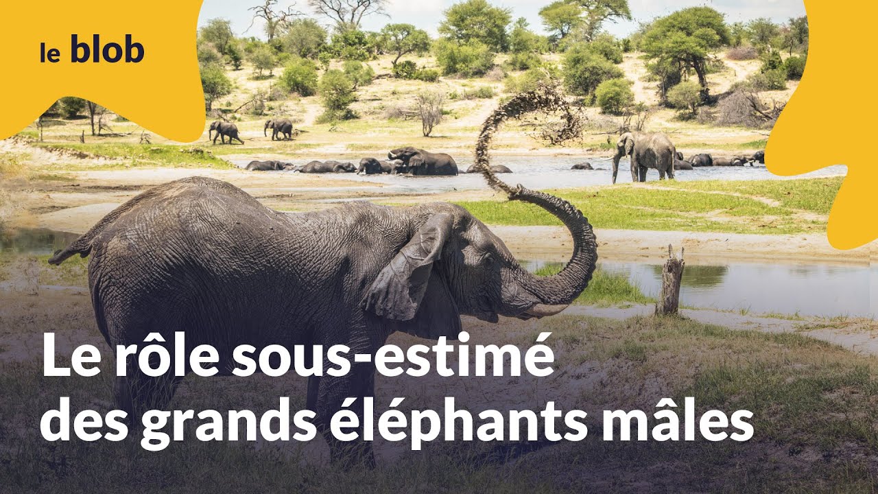 Le rôle sous-estimé des grands éléphants mâles | Actu de science