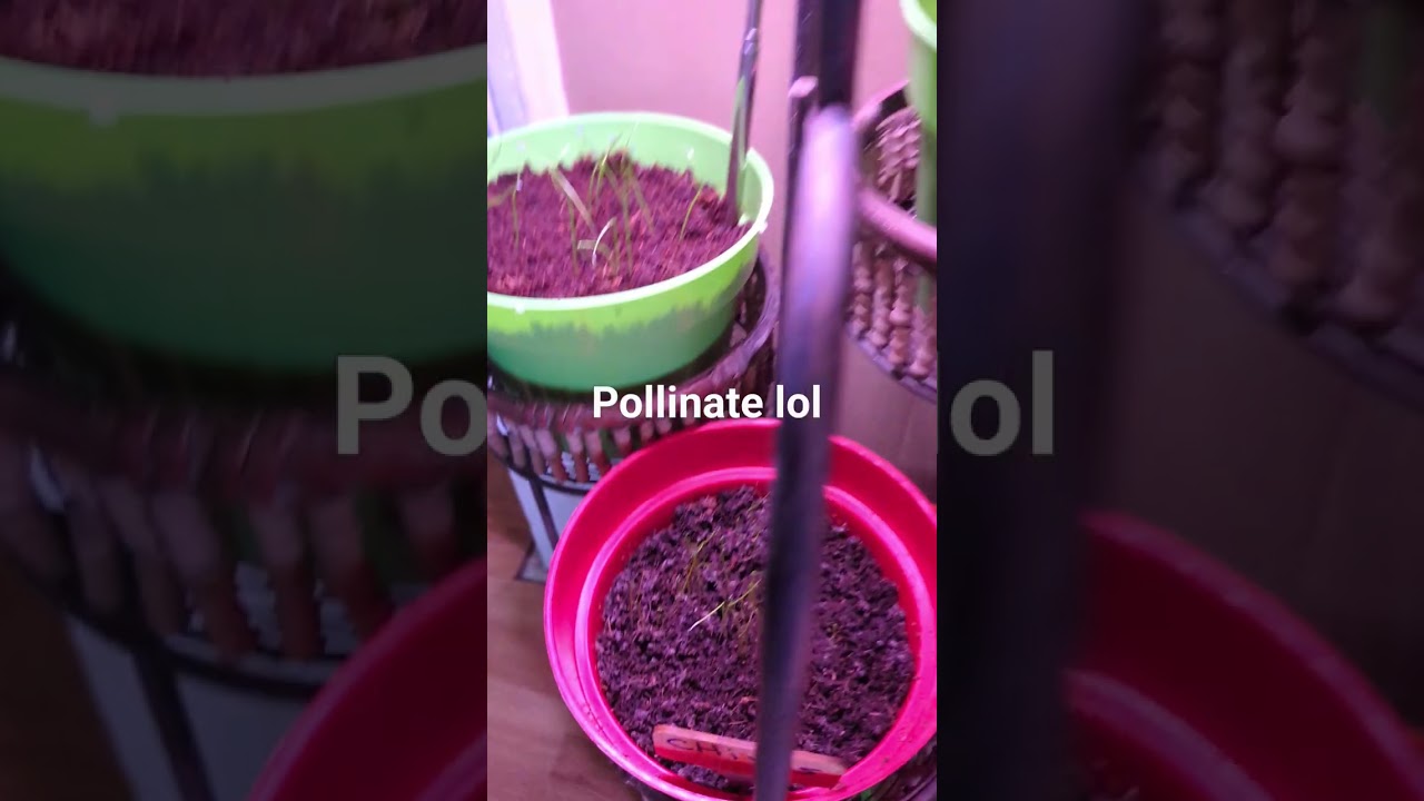 progress on the indoor plants