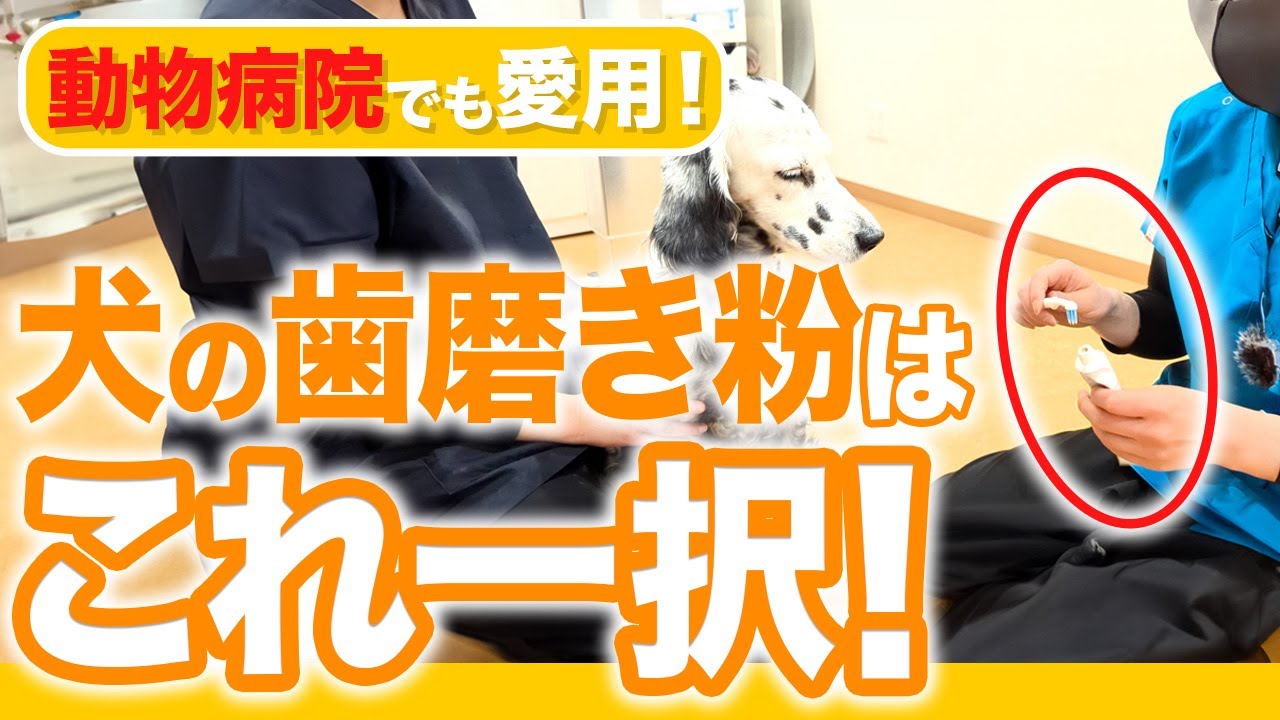 【獣医師が実践】自宅で簡単に誰でもできる犬の歯磨き！放っておくと危険な理由も解説！【歯周病/抜歯/歯石】