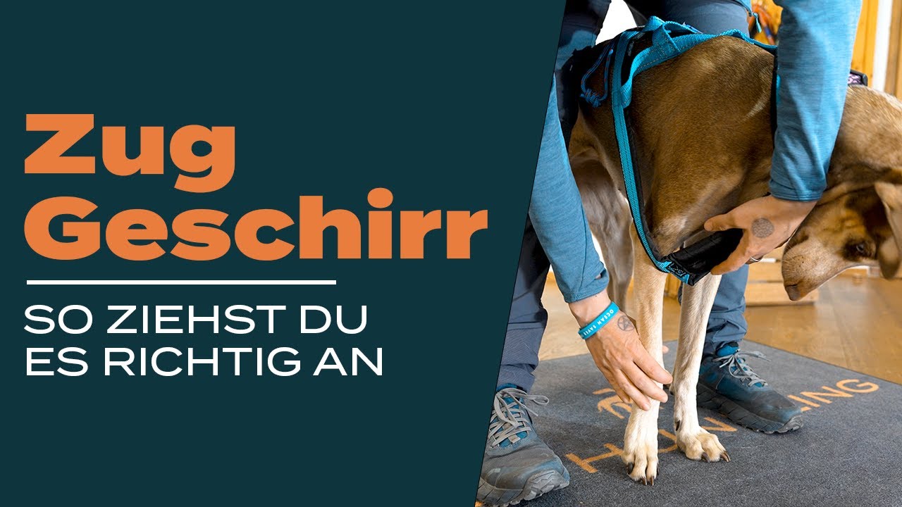 Zuggeschirr richtig anziehen