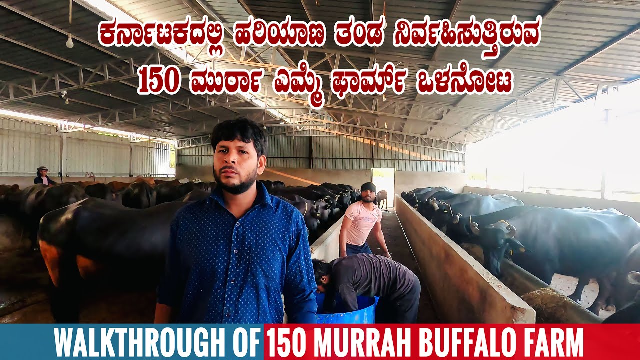 Обзор молочной фермы Murrah Buffalo 150 в Северной Карнатаке | Murrah Dairy Farming