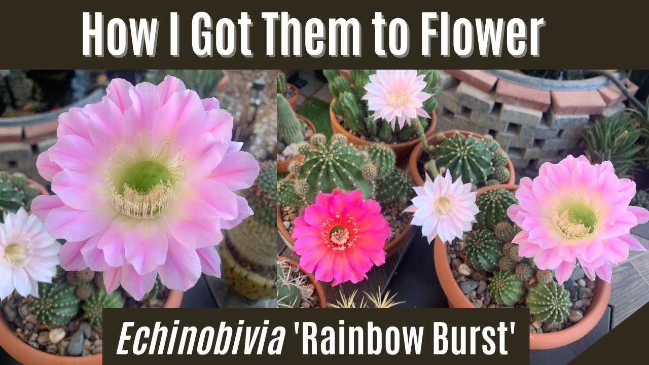 How I Got my Echinobivia Cactus to Flower |#cactusbloom
