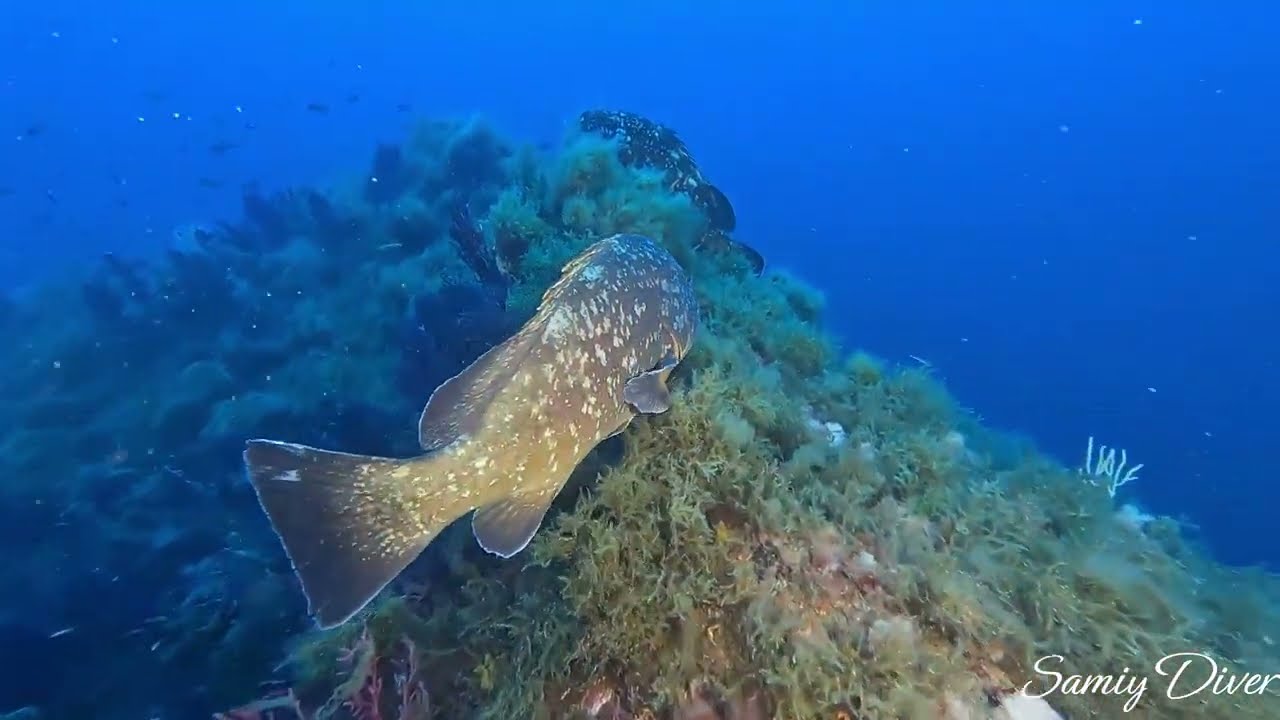 The underwater hill of Port-Cros
