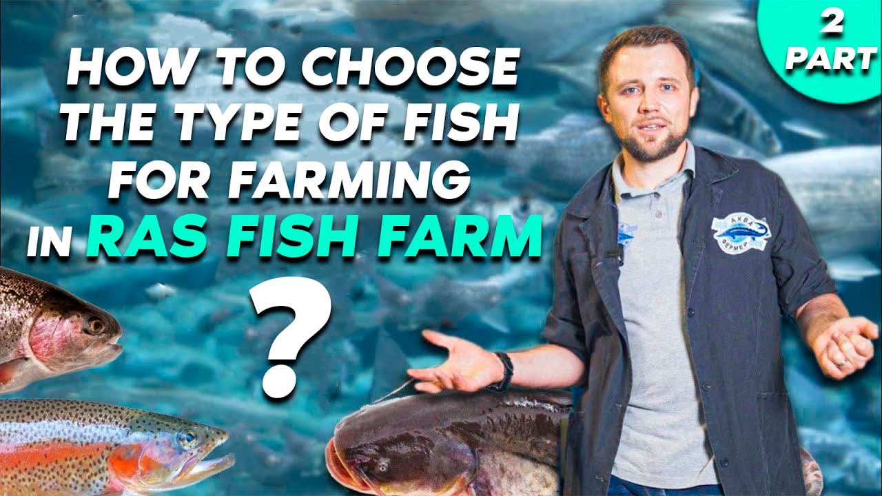 How to CHOOSE THE TYPE OF FISH for farming in RAS FISH FARM? PART 2