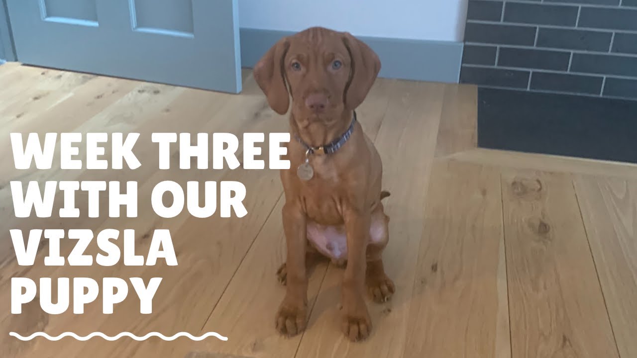 Week three with our Vizsla puppy #Vizslapuppy #Vizsla #puppy