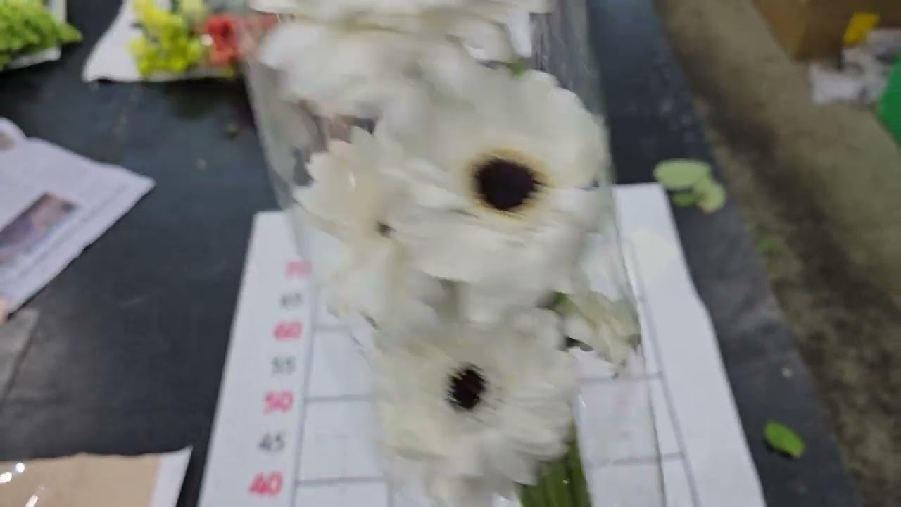 스누피