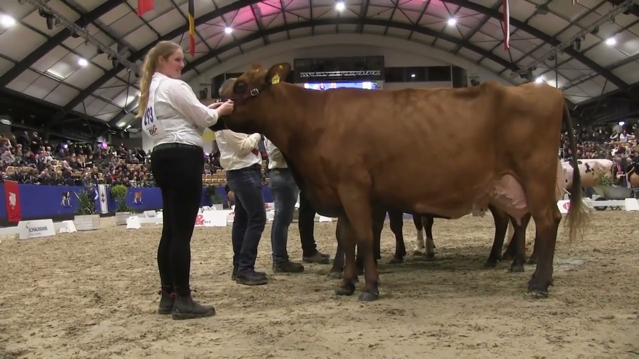 2026 02 05 CATTLE Neumünster am Abend 2026 24
