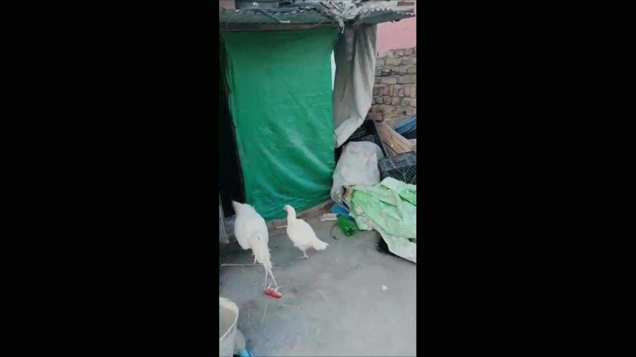 Heera mianwali murgha...