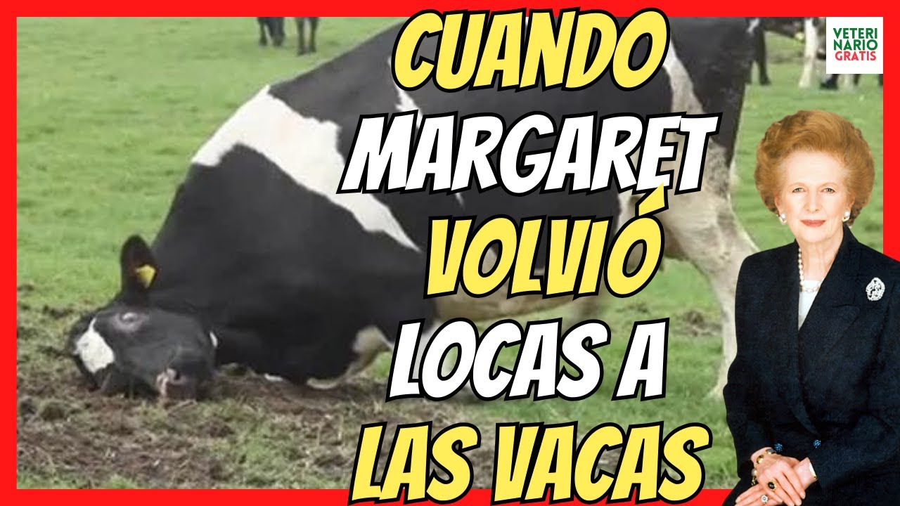 ENFERMEDAD DE LAS VACAS LOCAS O ENCEFALOPATÍA ESPONGIFORME BOVINA 🔴 RELACIÓN CON MARGARET THATCHER