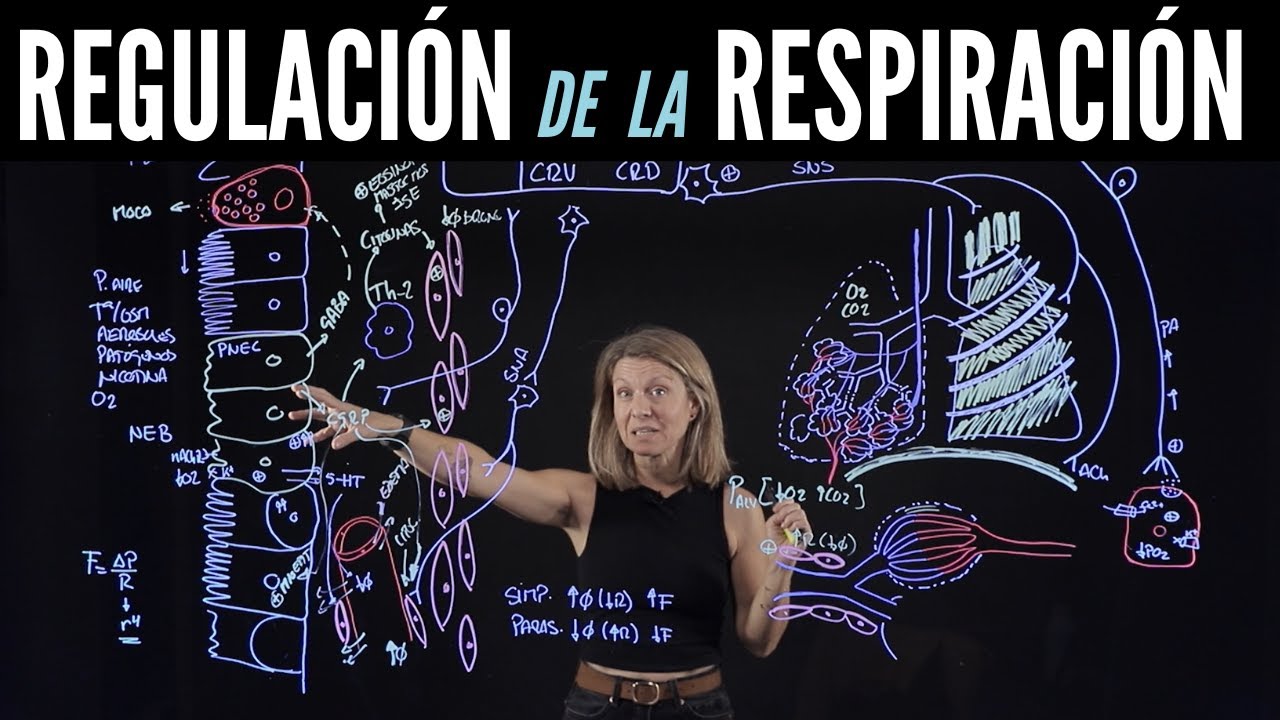 😤 DESCUBRE todas las formas que tenemos para controlar la RESPIRACIÓN
