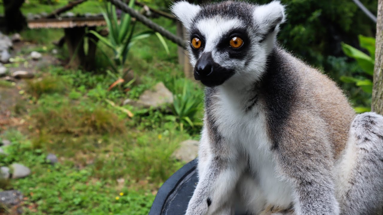 WALKING TOUR: Hamilton Zoo, New Zealand