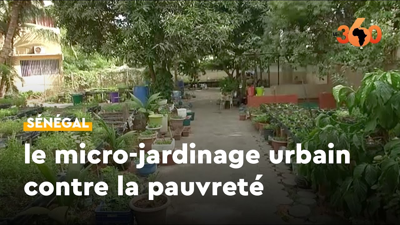 Sénégal. Le micro-jardinage : une pratique qui sauve des familles de la pauvreté